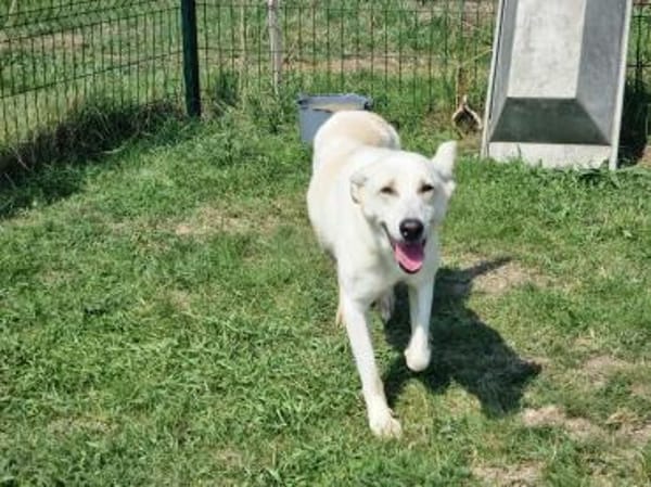 Mirko ab dem 22.03. in Deutschland