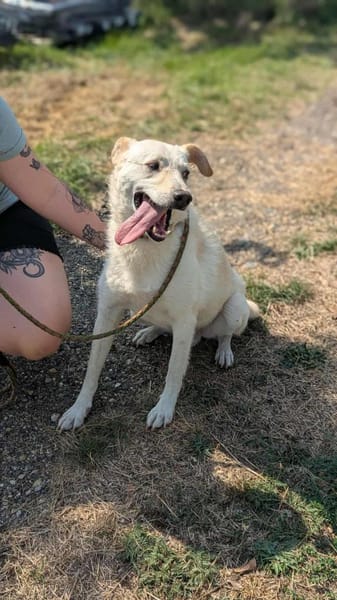 Mirko ab dem 22.03. in Deutschland