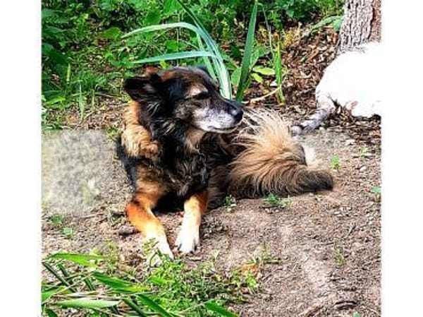 Daisy  wartet in 97332 Obervolkach