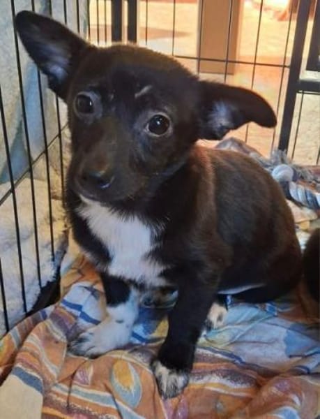 LONJA -Sucht ein ruhiges Zuhause-