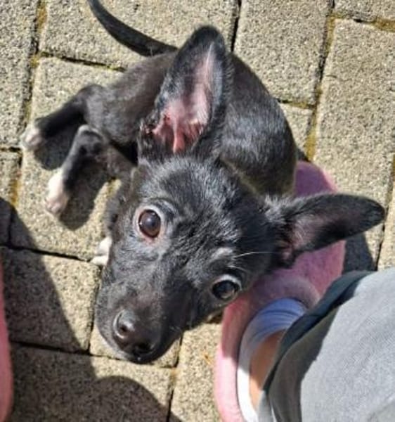 LONJA -Sucht ein ruhiges Zuhause-