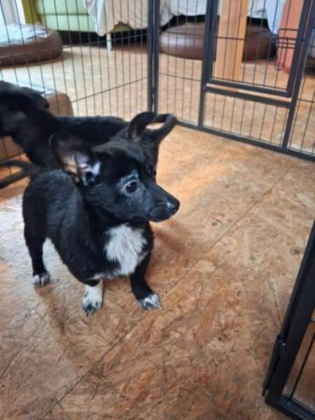 LONJA -Sucht ein ruhiges Zuhause-