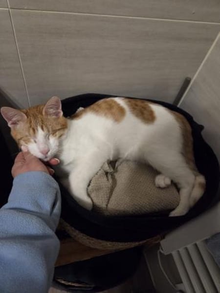 Bobby, Lebensfreude pur trotz Handicap