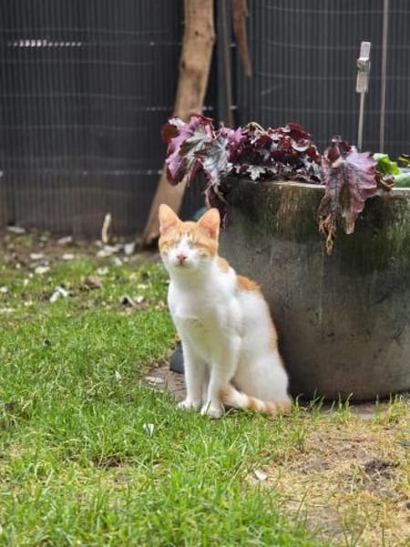 Bobby, Lebensfreude pur trotz Handicap