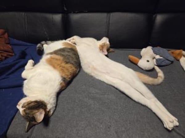 Bobby, Lebensfreude pur trotz Handicap