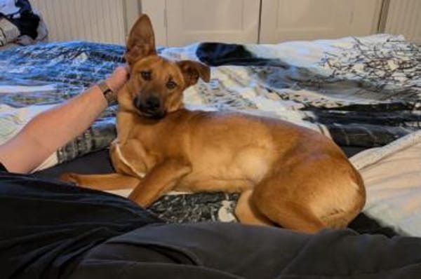 Joschi  ein Freund fürs Leben💕