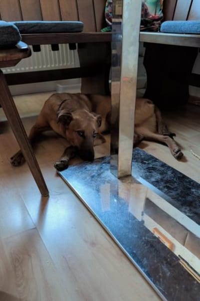 Joschi  ein Freund fürs Leben💕