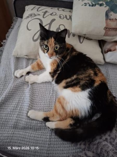 Pepuni  zauberhaftes Katzenmädchen