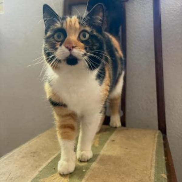 Pepuni  zauberhaftes Katzenmädchen