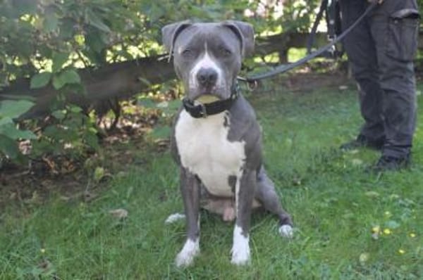 Bruno, junger, sportl. Rüde