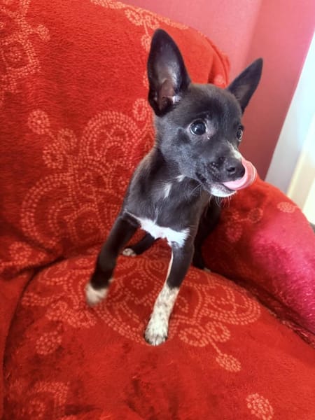 Frodo ein freundliches Kerlchen