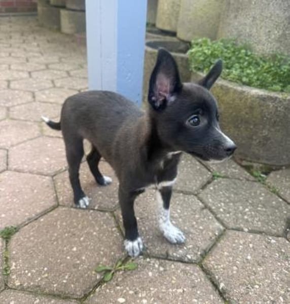 Frodo ein freundliches Kerlchen