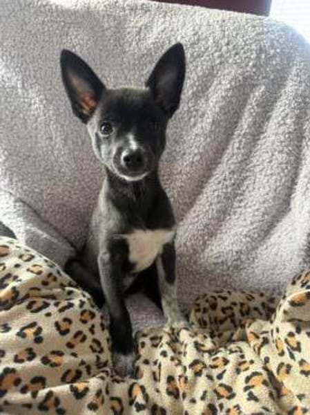 Frodo ein freundliches Kerlchen