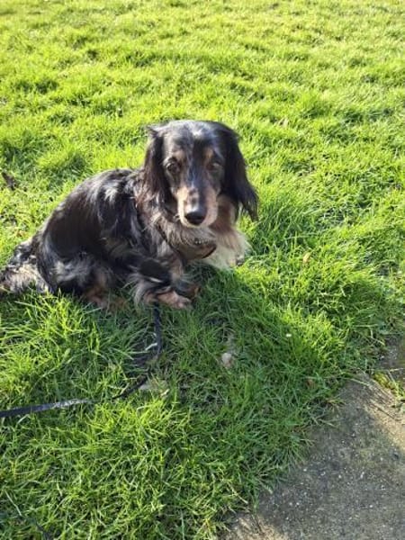 Dackel Alvin sucht tolle Mensche