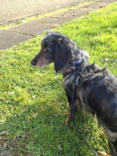 Dackel Alvin sucht tolle Mensche