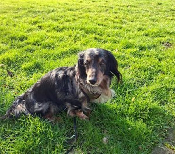 Dackel Alvin sucht tolle Mensche