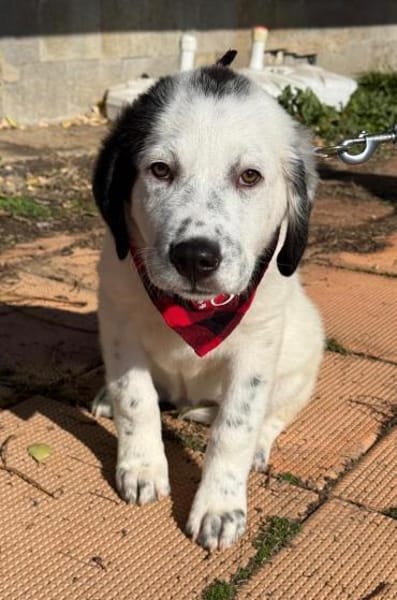 Nelly eine süße Knutschkugel