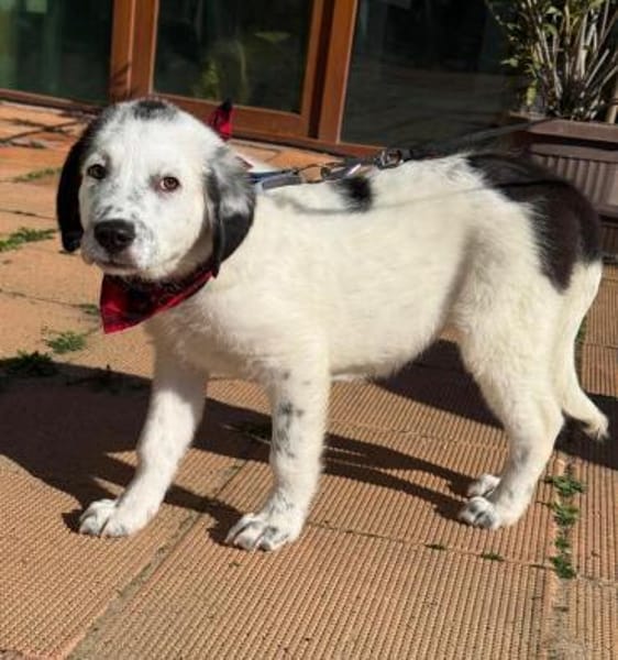 Nelly eine süße Knutschkugel