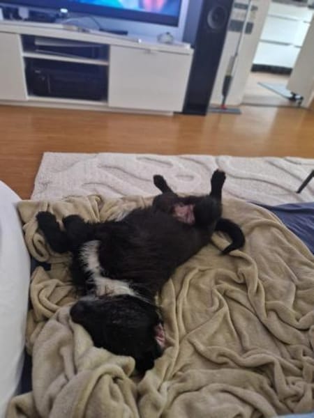 Lieber Fips sucht liebevolles Zuhause!