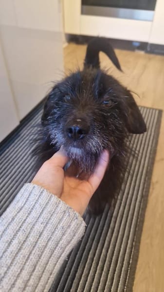 Lieber Fips sucht liebevolles Zuhause!