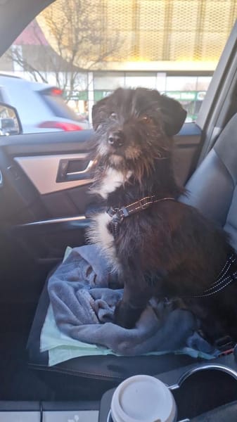 Lieber Fips sucht liebevolles Zuhause!