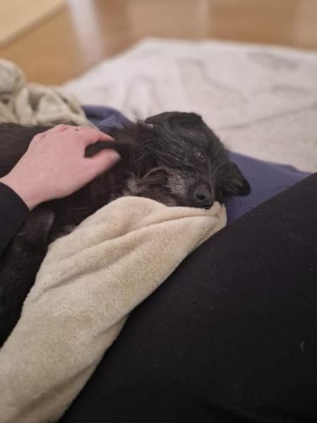 Lieber Fips sucht liebevolles Zuhause!