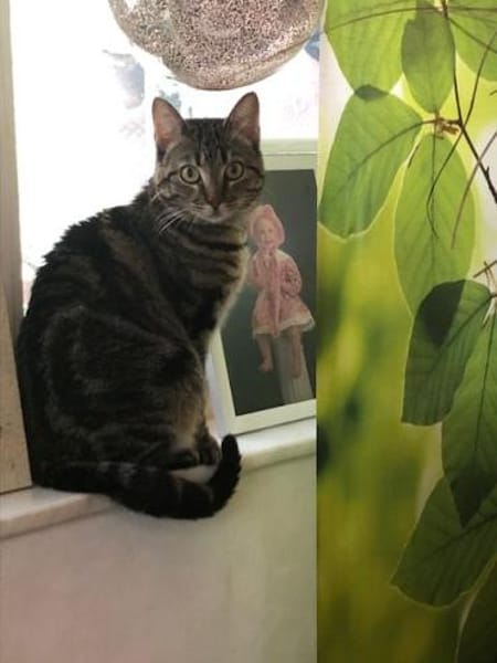 Mofli-Mäderl❤ sucht ihre Familie