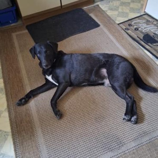 Nesco ein Traumhund braucht neues Zuhaus