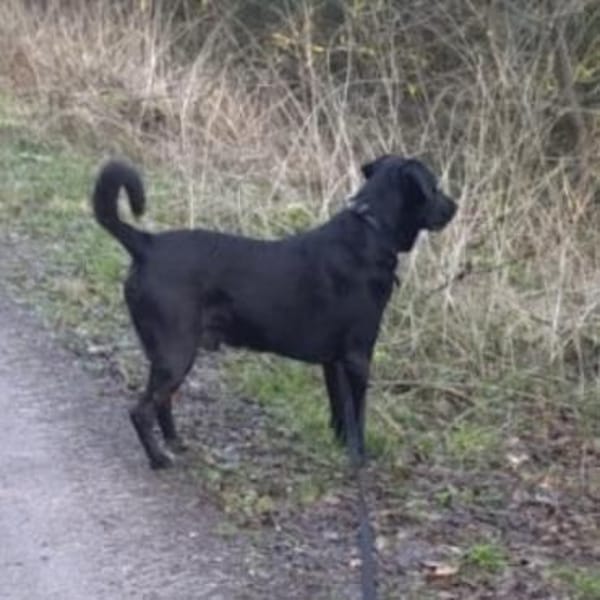 Nesco ein Traumhund braucht neues Zuhaus