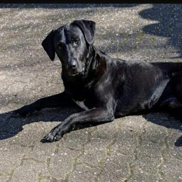 Nesco ein Traumhund braucht neues Zuhaus