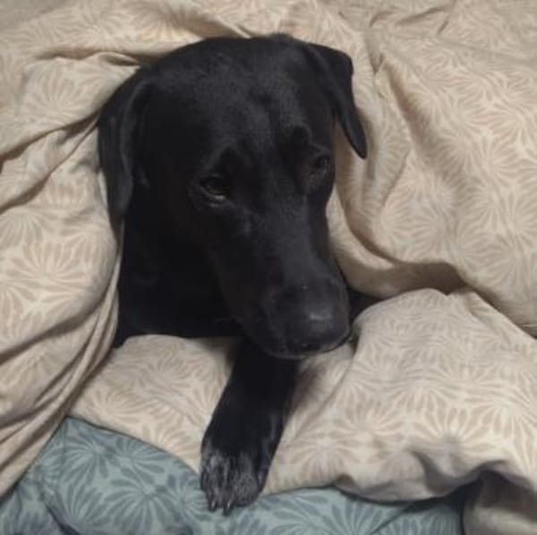 Nesco ein Traumhund braucht neues Zuhaus