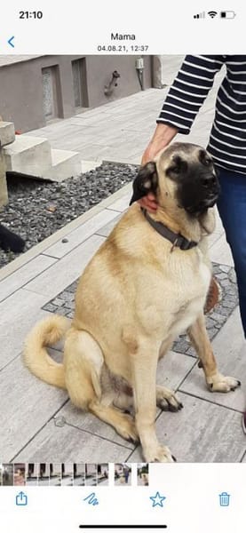 Karol, menschenbezogen und wachsam