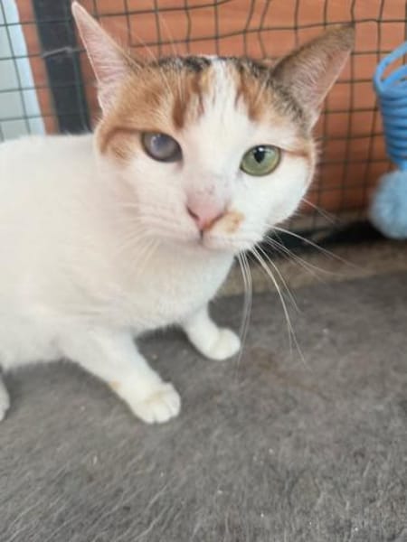 Wunderschöne Aylin sucht ruhiges Zuhause