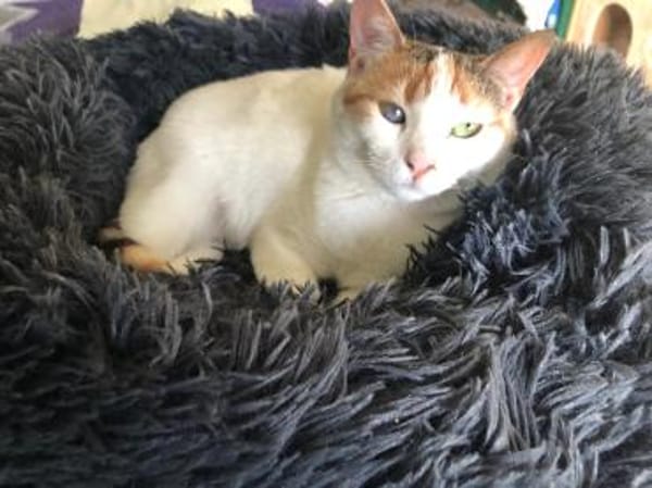 Wunderschöne Aylin sucht ruhiges Zuhause