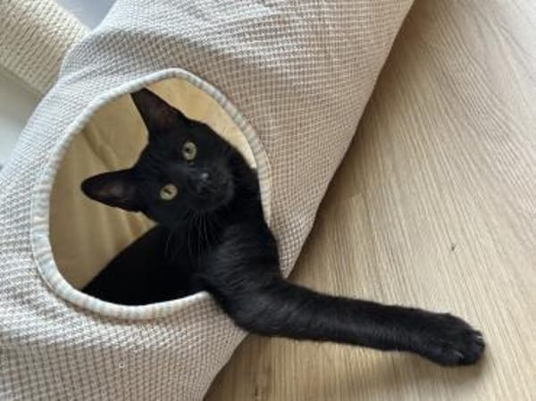 Süss wie dunkle Schokolade - Bella