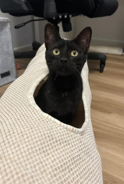 Süss wie dunkle Schokolade - Bella