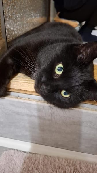 Panther sitzt auf gepackten Koffern