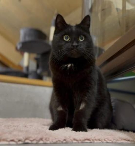 Panther sitzt auf gepackten Koffern