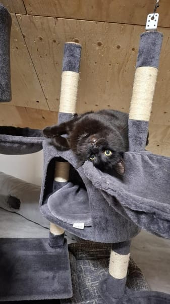 Panther sitzt auf gepackten Koffern