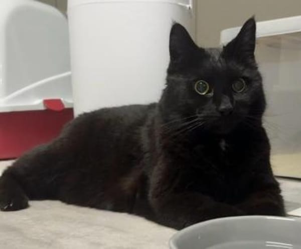 Panther sitzt auf gepackten Koffern