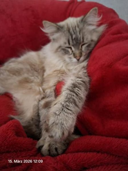 Mao Siam/Sibirian Mix Kater