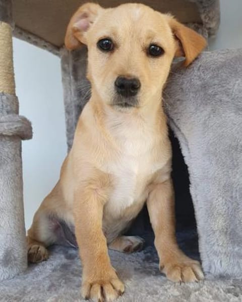 Aufgeschlossener kleiner Fridolin