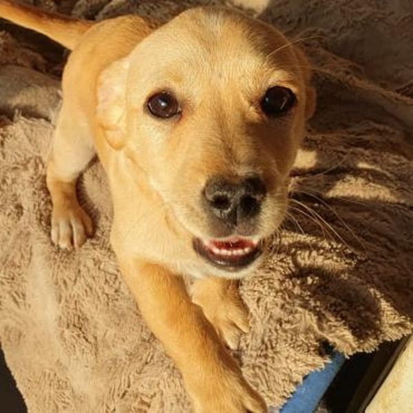 Aufgeschlossener kleiner Fridolin