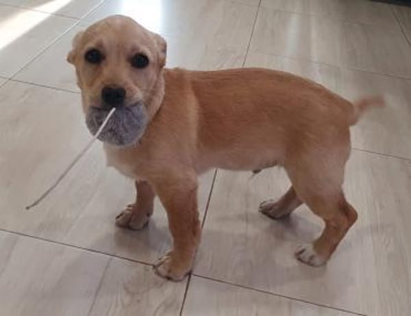 Aufgeschlossener kleiner Fridolin