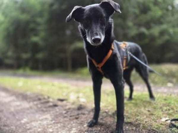 wunderbarer Rimo auf PS in 86637