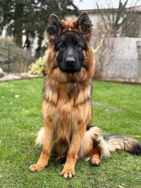 bildschöne Schäferhündin