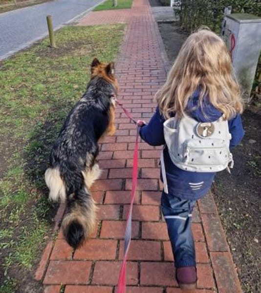 bildschöne Schäferhündin