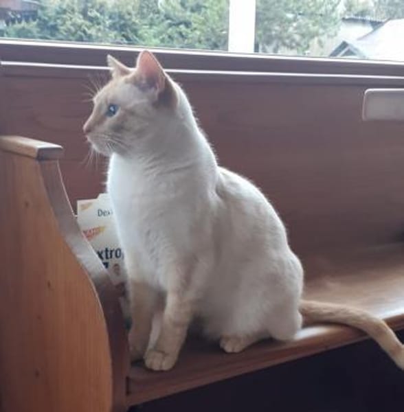 Lupita sucht als Einzelkatze mit Freigan