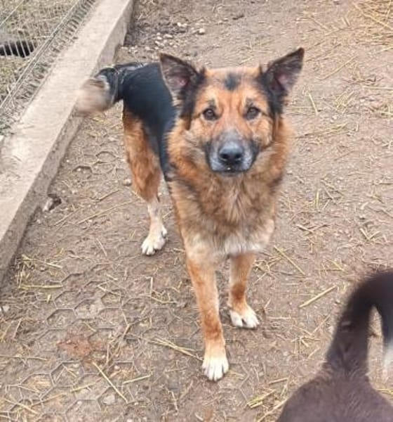 Liebenswerte Flora sucht euch