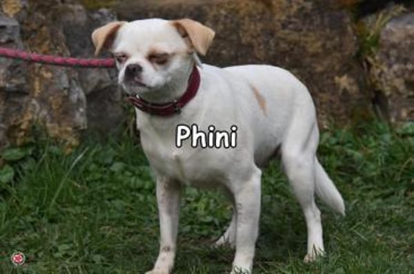 PHINI